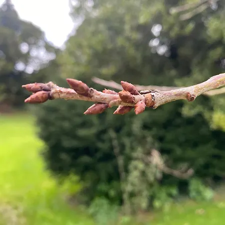 Il Respiro Del Bosco * San Piero in Bagno