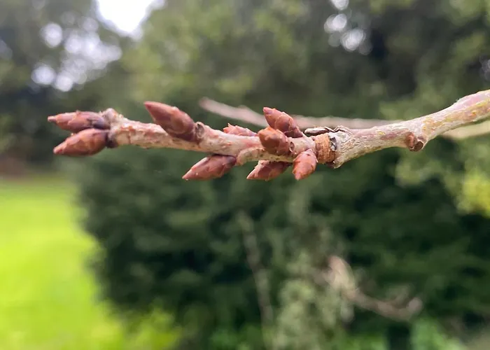 Il Respiro Del Bosco * San Piero in Bagno
